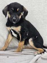 DANIRA, Hund, Mischlingshund in Bulgarien