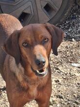 GAVIN, Hund, Segugio Italiano-Mix in Italien