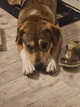 VASCO, Hund, Mischlingshund in Fehmarn