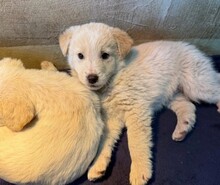 ALFALFA, Hund, Mischlingshund in Rumänien