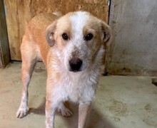 ARYA, Hund, Mischlingshund in Rumänien