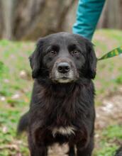 ADAM, Hund, Mischlingshund in Ukraine