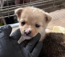 WELPE10J, Hund, Mischlingshund in Rumänien