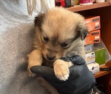 WELPE6J, Hund, Mischlingshund in Rumänien