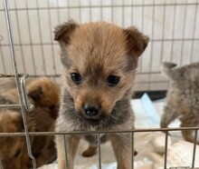 WELPE7J, Hund, Mischlingshund in Rumänien