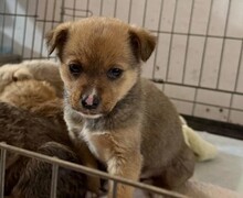 WELPE8J, Hund, Mischlingshund in Rumänien