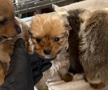 WELPE9J, Hund, Mischlingshund in Rumänien