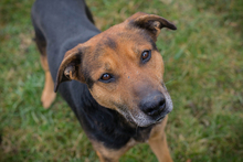 YURI2, Hund, Mischlingshund in Kroatien