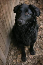 OLE, Hund, Mischlingshund in Kroatien