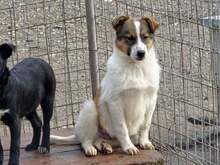 BEN, Hund, Mischlingshund in Güglingen