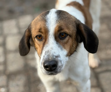 SONORA, Hund, Mischlingshund in Aerzen