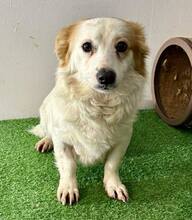 FOXY, Hund, Kokoni in Rumänien