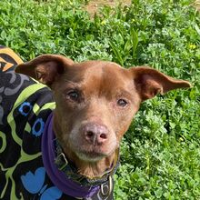 FITO, Hund, Podenco-Mischling in Spanien