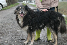 CARBON, Hund, Mischlingshund in Ungarn