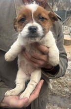 PATSY, Hund, Mischlingshund in Rumänien