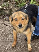 BARCH, Hund, Mischlingshund in Bulgarien