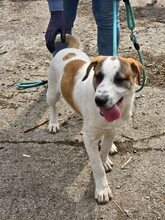 ARTIE, Hund, Mischlingshund in Bulgarien