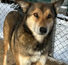 INDIRA, Hund, Siberian Husky-Mix in Rumänien