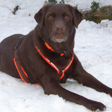 SIR TONI BROWN, Hund, Labrador Retriever in Lauf