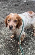AMOS, Hund, Bretonischer Spaniel in Bulgarien