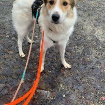 CHOPIN, Hund, Mischlingshund in Wangen