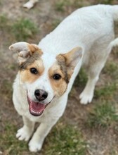 ADINA, Hund, Mischlingshund in Rumänien