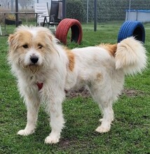 SELLA, Hund, Mischlingshund in Lienen