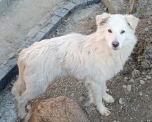 SNOWY, Hund, Mischlingshund in Rumänien