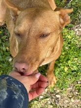 VALLE, Hund, Podenco in Spanien