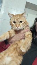 LUCKY, Katze, Europäisch Kurzhaar-Mix in München
