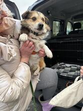 JIMMY, Hund, Mischlingshund in Groß-Umstadt