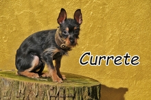 CURRETE, Hund, Mischlingshund in Herxheimweyher