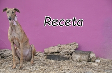 RECETA, Hund, Galgo Español in Neustadt