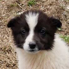 DARLA, Hund, Mischlingshund in Griechenland