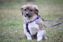 ENNA, Hund, Mischlingshund in Hagen