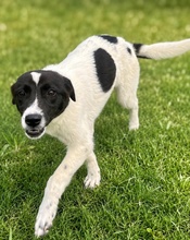 DOTTIE, Hund, Mischlingshund in Griechenland