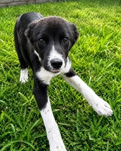 DUKEPM, Hund, Mischlingshund in Griechenland