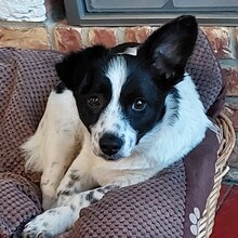 LENA, Hund, Mischlingshund in Pottenstein