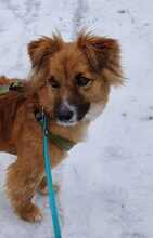 STELLA, Hund, Mischlingshund in Hamburg