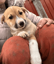 MARTIN, Hund, Mischlingshund in Rumänien