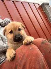 WALLE, Hund, Mischlingshund in Rumänien
