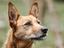SOFI2, Hund, Mischlingshund in Hettenrodt