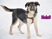 NALA6, Hund, Mischlingshund in Russische Föderation