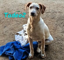 TADEO2, Hund, Bretonischer Spaniel-Mix in Spanien