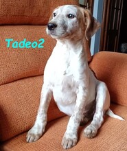 TADEO2, Hund, Bretonischer Spaniel Mix in Spanien
