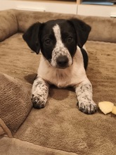 SPIKE, Hund, Jack-Russel Terrier Mischling in Mühldorf