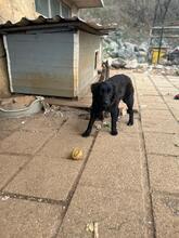 ZORICA, Hund, Mischlingshund in Lichtenau