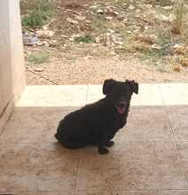 BILLY, Hund, Mischlingshund in Brietlingen