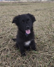 LOUIS, Hund, Mischlingshund in Braunfels