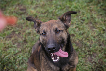 STELLA, Hund, Deutscher Schäferhund-Mix in Kroatien